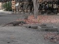 Where to Holiday in Pink beach, Komodo Island
