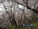 Best Time Sakura View Destinations when Travel to Japan