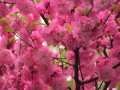 Best Sakura View Festival Places in Japan