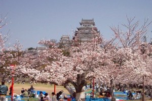 When Hanami Tradition Comes Early in Japan