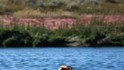 The Mysterious of Blood Laguna in Chile