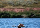 The Mysterious of Blood Laguna in Chile