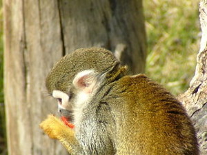 Squirrel_Monkey_Eating