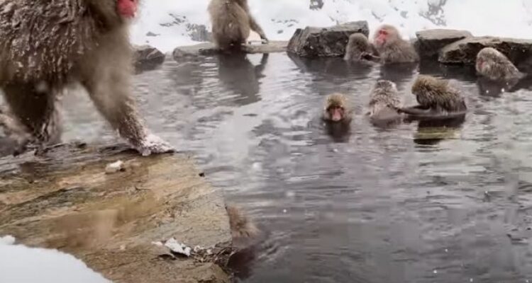 jigokudani monkey park entrance fee
