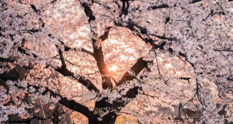 cherry blossoms photography backdrop