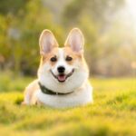 cute dog pictures