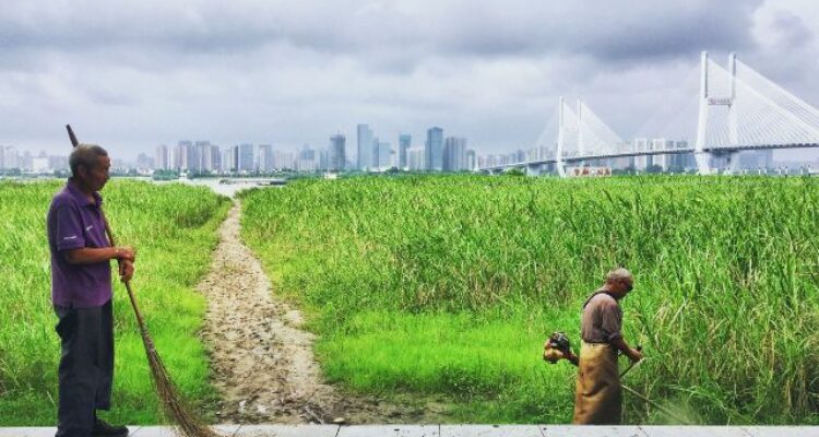 rice paddy photography