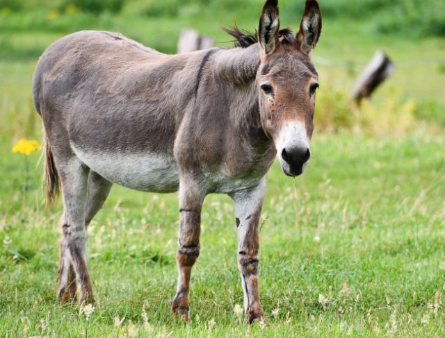 donkey pictures