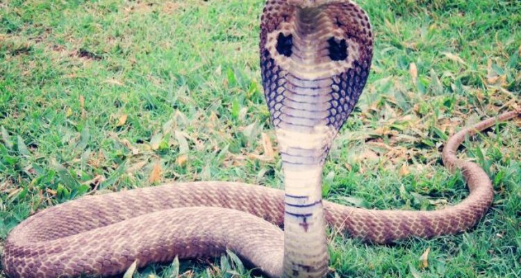 Chilling with Cobras? Welcome to Shetpal