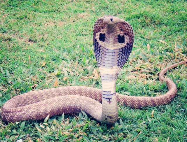 Chilling with Cobras? Welcome to Shetpal