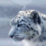 When a Snow Leopard Stole the Show in Spiti Valley