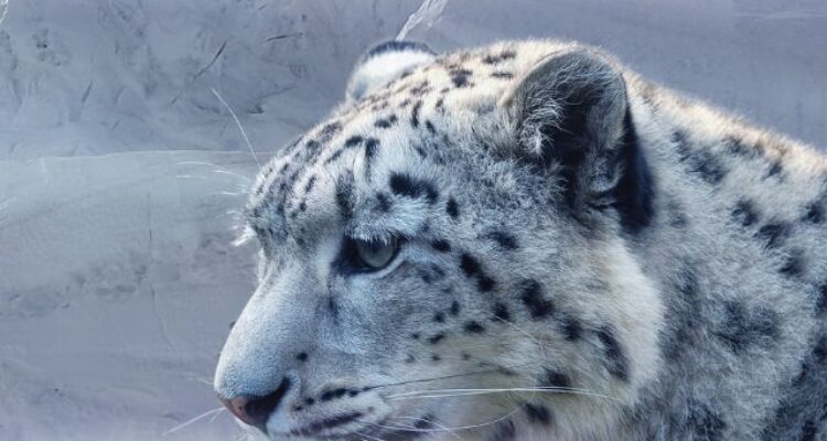 When a Snow Leopard Stole the Show in Spiti Valley