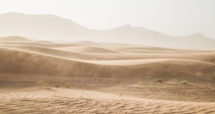 A Giant Desert That Comes Alive Once a Year – Welcome to Arafah