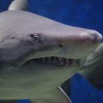 How a Chill Surfing Trip Turned Into a Shark Bite Story—Yes, Really How a Chill Surfing Trip Turned Into a Shark Bite Story—Yes, Really