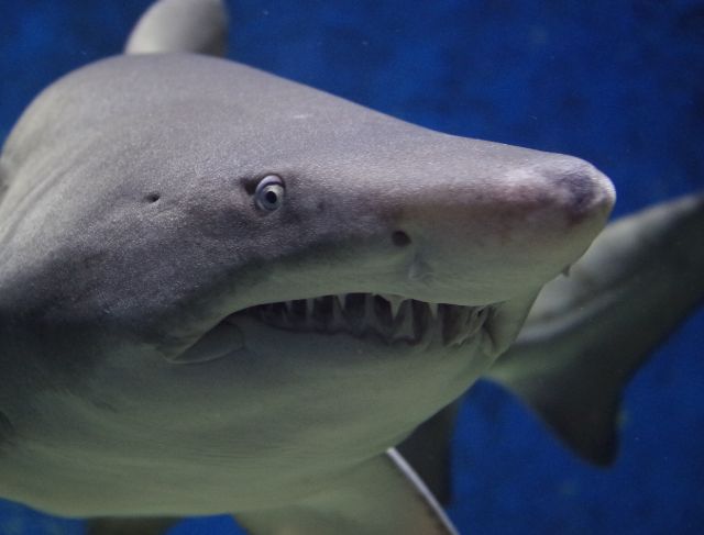 How a Chill Surfing Trip Turned Into a Shark Bite Story—Yes, Really
