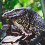 Why 10 Monitor Lizards Hit by Whoosh Trains Is a Bigger Deal Than You Think