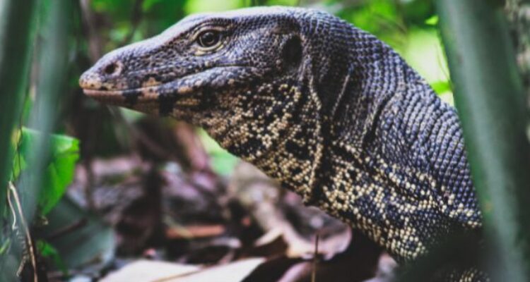 Why 10 Monitor Lizards Hit by Whoosh Trains Is a Bigger Deal Than You Think