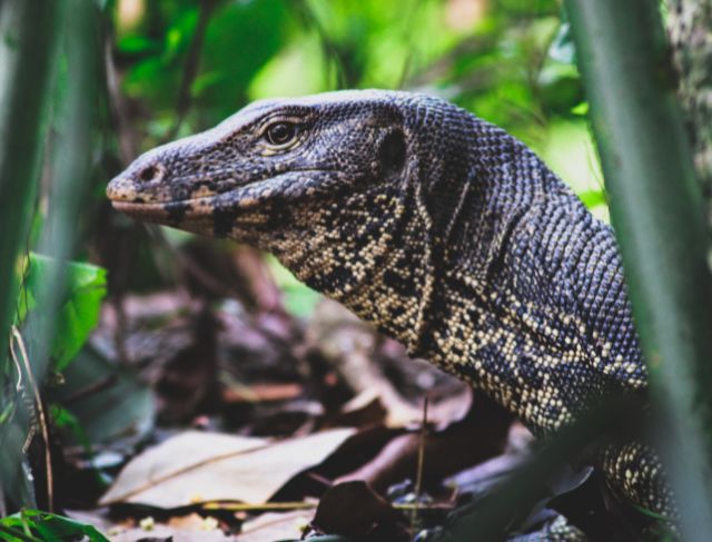 Why 10 Monitor Lizards Hit by Whoosh Trains Is a Bigger Deal Than You Think