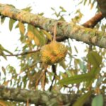 Southeast Asia’s Durian Village