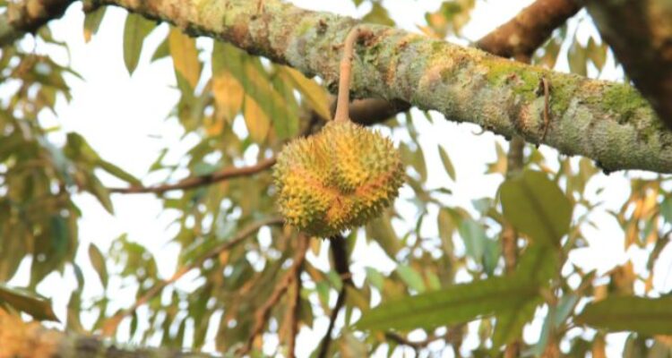 Southeast Asia’s Durian Village