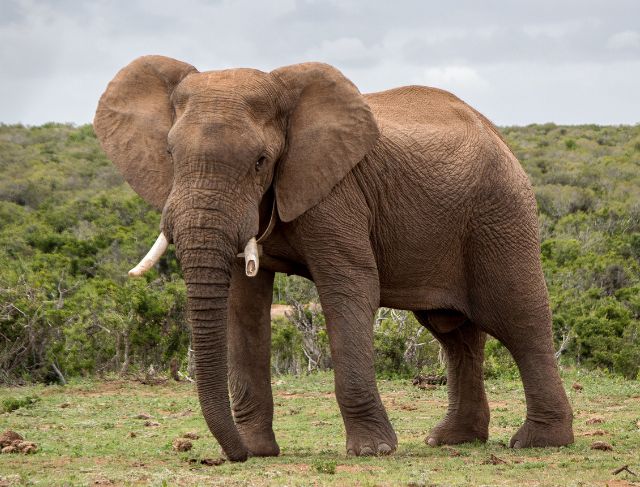 When “Wild Adventures” Go Wrong: Tourist Gives Beer to Elephant in Kenya