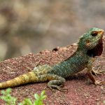 Australia Cruise Horror Woman Left Behind and Later Found Dead on Lizard Islan Australia Cruise Horror: Woman Left Behind and Later Found Dead on Lizard Island