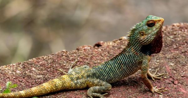 Australia Cruise Horror: Woman Left Behind and Later Found Dead on Lizard Island