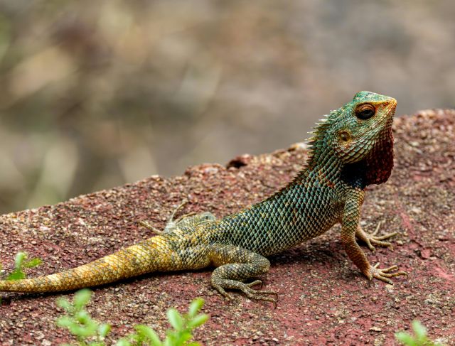 Australia Cruise Horror: Woman Left Behind and Later Found Dead on Lizard Island