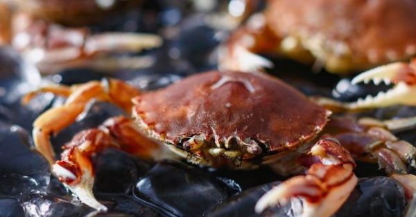 Crabs Traffic in Christmas Island