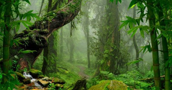 Lost in the Wild: How a British Teen Survived Two Weeks in a Thai Jungle Eating Ants and Tree Bark