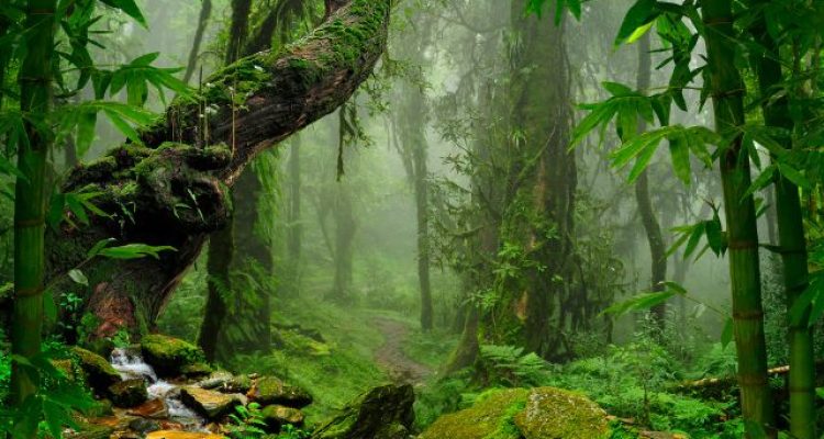 Lost in the Wild: How a British Teen Survived Two Weeks in a Thai Jungle Eating Ants and Tree Bark