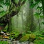 Lost in the Wild: How a British Teen Survived Two Weeks in a Thai Jungle Eating Ants and Tree Bark