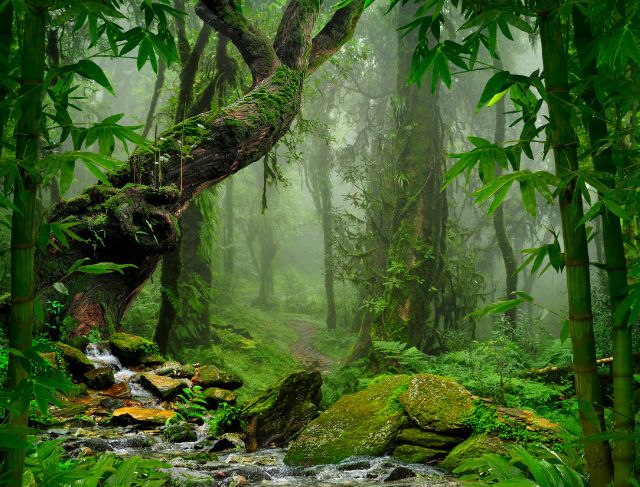 Lost in the Wild How a British Teen Survived Two Weeks in a Thai Jungle Eating Ants and Tree Bark Lost in the Wild: How a British Teen Survived Two Weeks in a Thai Jungle Eating Ants and Tree Bark