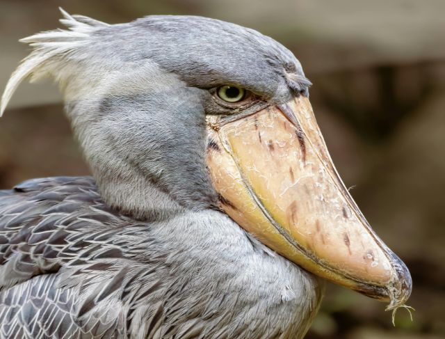 A Shoebill Surprise on a Tourist Boat