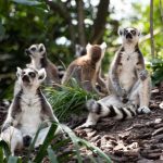 Humans Are Eating Lemurs Into Oblivion — Yes, It’s As Bad As It Sounds