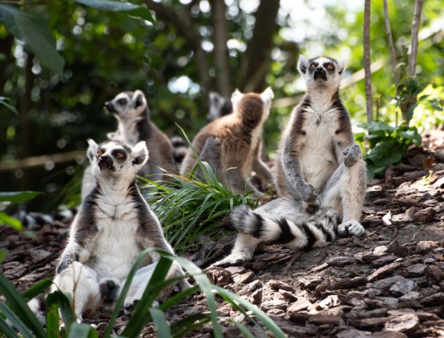 Humans Are Eating Lemurs Into Oblivion — Yes, It’s As Bad As It Sounds