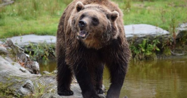 Japan Sends Soldiers to Fight Bears