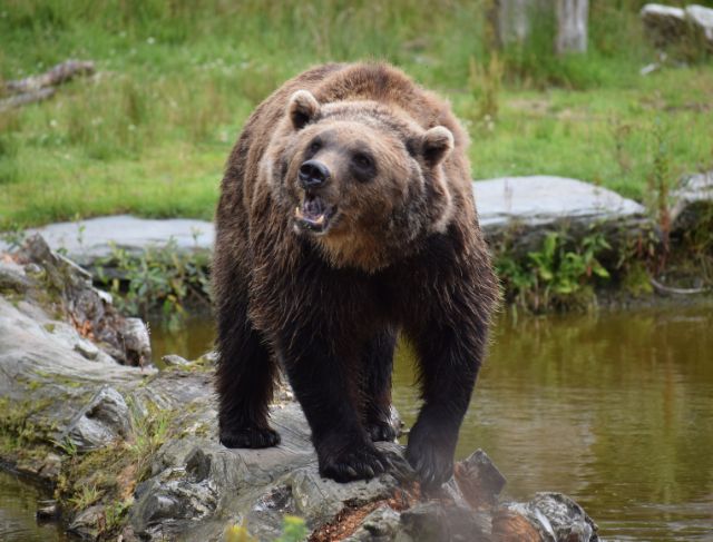 Japan Sends Soldiers to Fight Bears