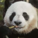 No Pandas Left, So Humans Step In