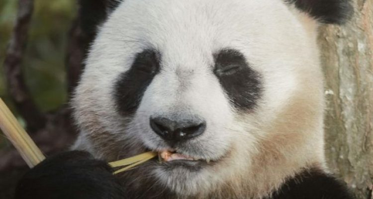 No Pandas Left, So Humans Step In