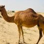 Camels in Saudi Arabia Now Have Passports