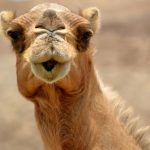 Camels Disqualified from Festival Due to Botox