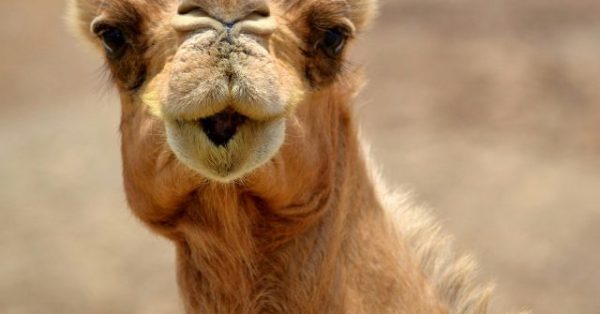 Camels Disqualified from Festival Due to Botox