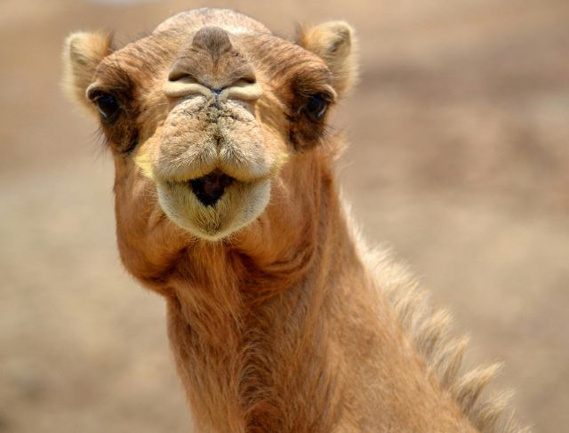 Camels Disqualified from Festival Due to Botox