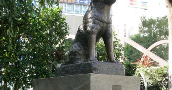 Netizens Furious after Tourists cut in line to take photos at Hachiko Statue