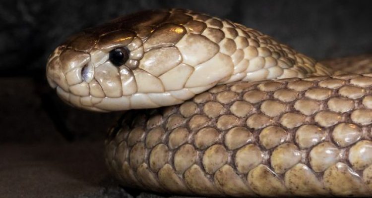 While Sleeping in a Hotel, a King Cobra Passed by!