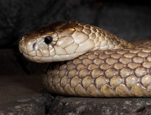 While Sleeping in a Hotel, a King Cobra Passed by!