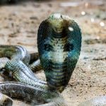 Cobra Safety Tips for Trekking Adventures