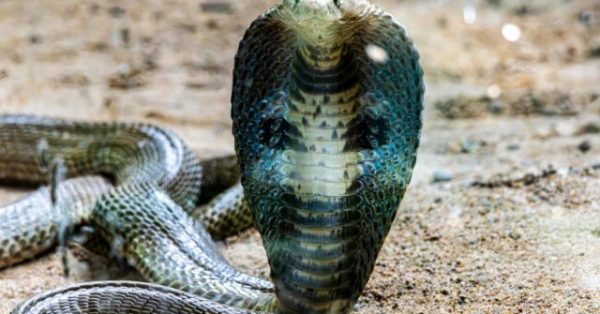 Cobra Safety Tips for Trekking Adventures