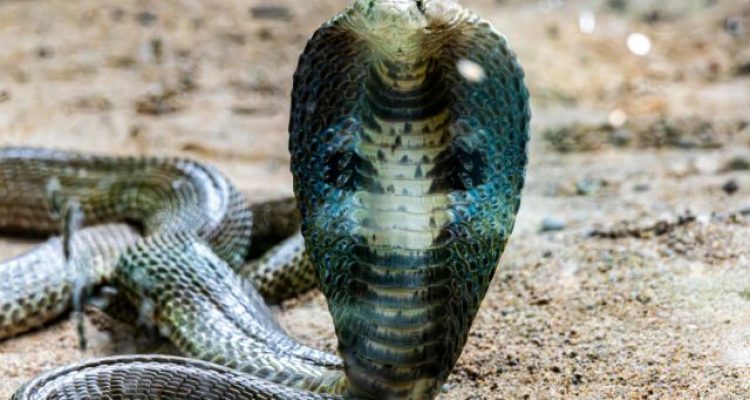 Cobra Safety Tips for Trekking Adventures